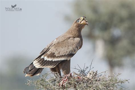 Steppe Eagle | Eagles | Birds of Prey (Accipitridae) | Gallery | WildArt | Birds of Indian ...