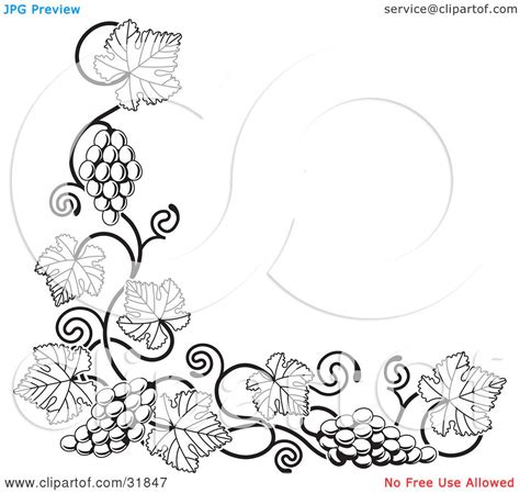 Clipart Illustration of a Black And White Grape Vine With Bunches ...