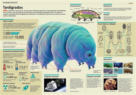 Tardigradopedia on Twitter in 2020 | Animals for kids, Animal posters, Scientific illustration