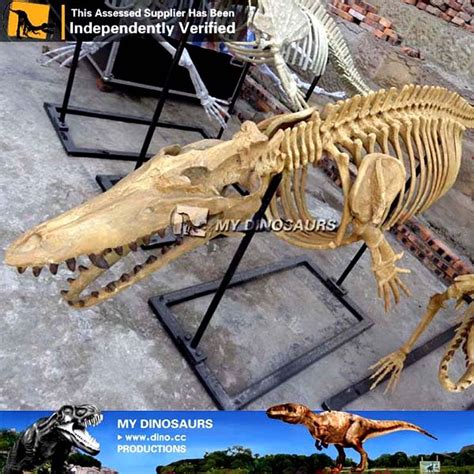 Museum Quality Replica Dorudon Skeleton For Sale | Skeleton for sale, Museum exhibition, Animal ...