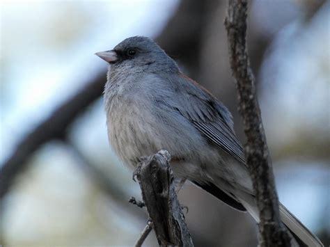 Geotripper's California Birds: A Gray-Headed Dark-Eyed Junco on the North Rim of the Grand Canyon