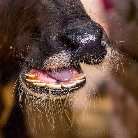 water buffalo snout and teeth, india