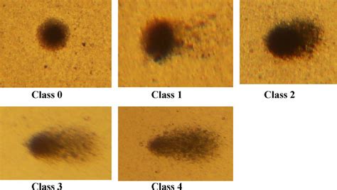 Representative images of the comet classes, according to tail size ...