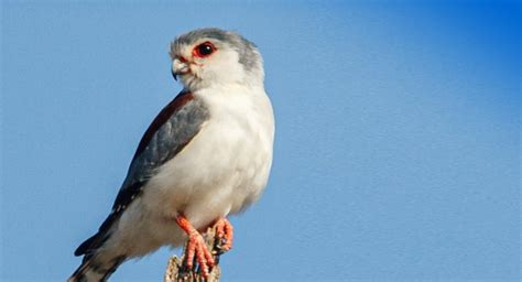 The Pygmy Falcon | Critter Science