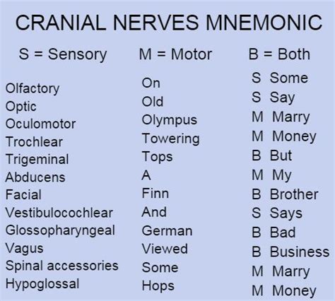 25+ best ideas about Cranial nerves on Pinterest | Cranial nerves ...