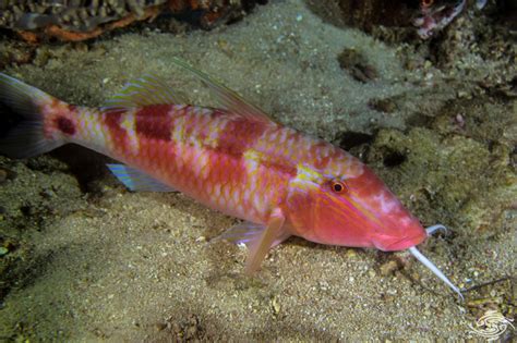 Longbarbel Goatfish- Facts and Photographs | Seaunseen