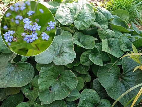 Бруннера Langtrees (Brunnera macrophylla Лэнгтриз) купить в blumgarden.ru