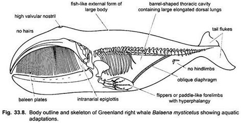 Aquatic Mammals and Adaptations | Chordata | Zoology