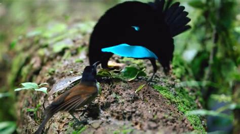 Vogelkop Superb Bird-of-Paradise video still 4 | EarthSky