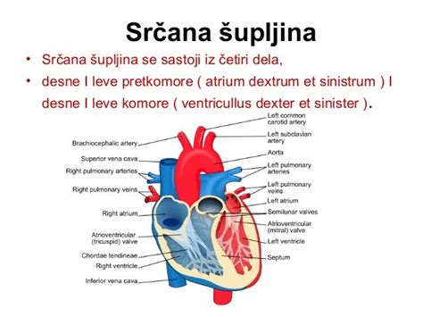 Anatomija srca