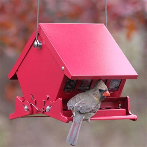 Squirrel Proof Bird Feeder Experts – Anti Squirrel Birds Feeder Guide ...