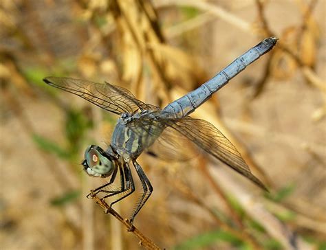 Blue Dasher | Arizona Dragonflies