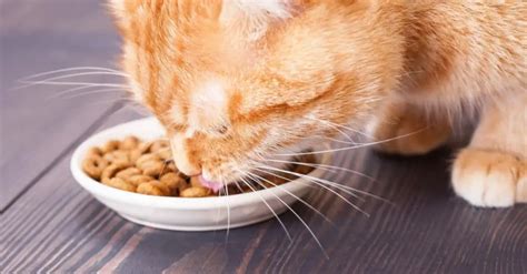 What Do Cats Eat In The Wild, And Should You Feed A Similar Diet?