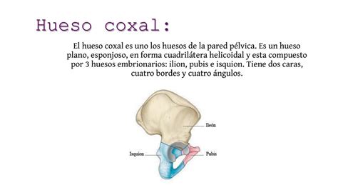 Hueso Coxal y Femur | Caroo Cavalieri | uDocz