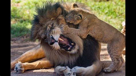 Lion Cubs Meet Dad for the First Time - YouTube