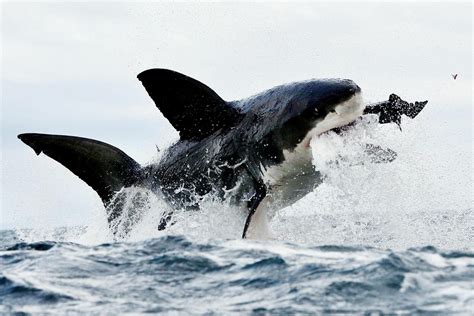 Majestic Great White Shark HD Wallpaper by Dan Callister