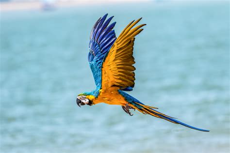 #5000699 #macaw, #parrot, #birds, #hd, #4k, #5k, #flying - Mocah HD ...