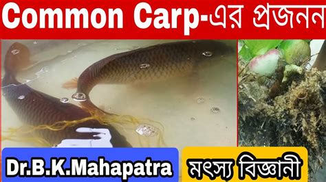 Live Common Carp Breeding🐟🐟 #commoncarp - YouTube