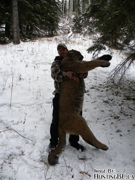 Cougar Hunting Update From Alberta!