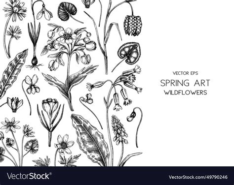 Spring background wildflowers hand drawn Vector Image