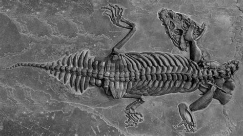 A surprisingly tiny ancient sea monster lurked in shallow waters