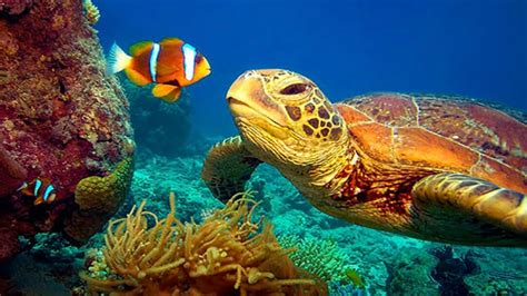 11 HOURS Stunning 4K Underwater footage + Music | Nature Relaxation™ Rare & Colorful Sea Life ...