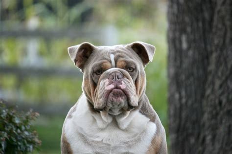 Seattle Bullies® on Twitter: "Purple Rain our lilac tri English bulldog ...