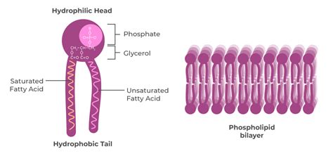 Lipids Structure And Function