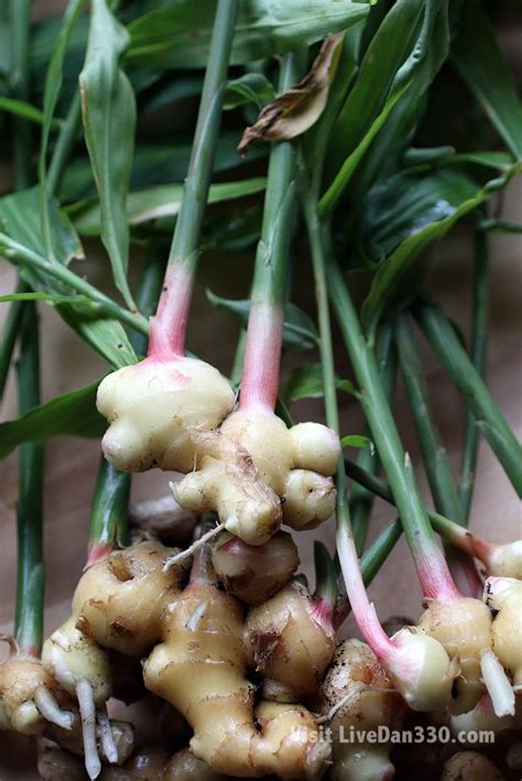 Harvesting Potted Ginger #ginger #gardening #natural | Growing ginger indoors, Growing ginger ...