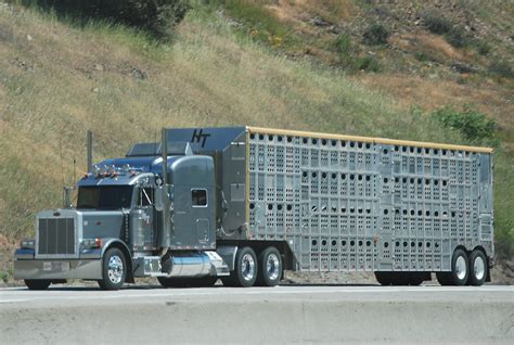 PETERBILT CATTLE HAULER BIG RIG TRUCK (18 WHEELER) | Flickr