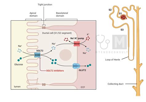 Mechanism Of Action Of SGLT-2 Inhibitors - My Endo Consult