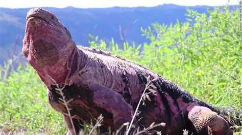 Endangered pink iguana hatchlings seen for the first time on Galapagos ...