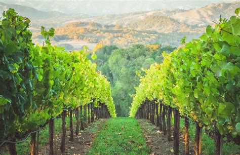 5 Family-Friendly Wineries on California's Central Coast