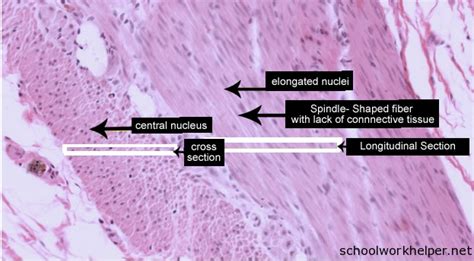 Smooth Muscle Histology Drawing