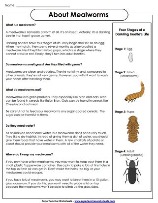 mealworm life cycle days - Dayle Klinger