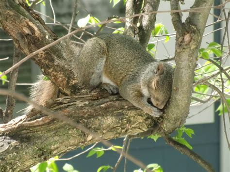 Squirrel Behavior - Back Yard Nature Center