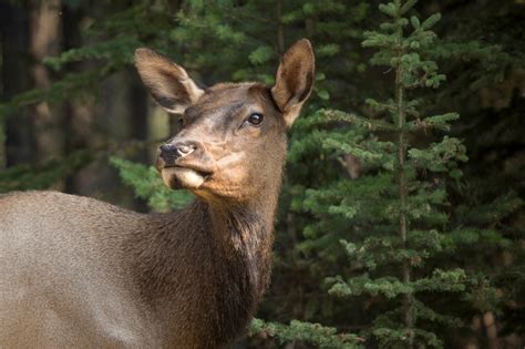 Discover Banff and Its Wildlife Tour | Banff Excursions | Canada Rail Vacations