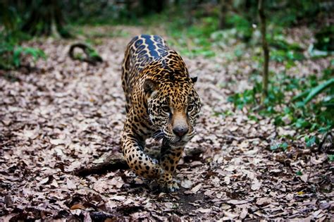 Mexico jaguar population grows 20% in eight years - Environment - The Jakarta Post