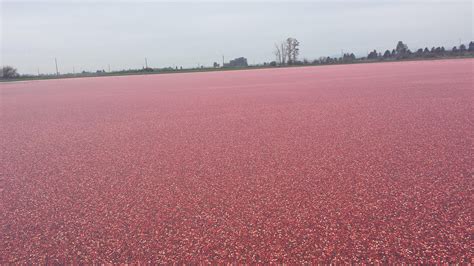 This cranberry farm : r/mildlyinteresting