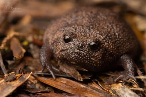 13 Grumpy Black Rain Frog Facts - Fact Animal