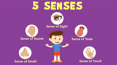 List of Sense Organs and their Functions