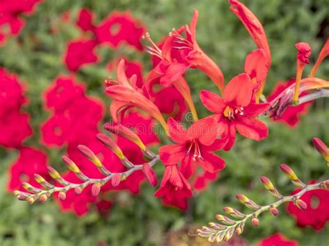 Crocosmia Montbretia Red Abstract 07 Stock Image - Image of natural, flower: 230776151