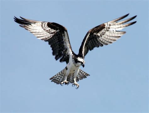 Florida pulls Keys' ospreys from endangered animals list as numbers ...