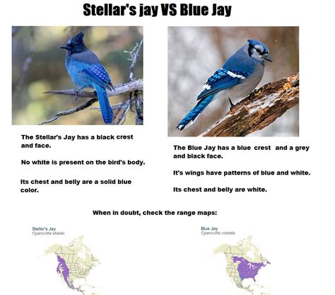 Blue Jay Species Classification