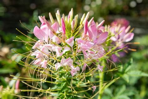 Cleome ‘Spider Flowers’: Try Growing These Plants In Ornamental Borders | Horticulture Magazine