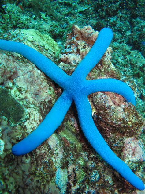 BLUE STAR FISH THAILAND Underwater Creatures, Ocean Creatures, Starfish Species, Ko Lanta ...