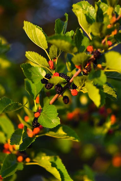 black mulberry - Vinland Valley Nursery