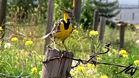 Western Meadowlark Facts | Anatomy, Diet, Habitat, Behavior - Animals Time