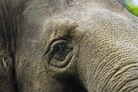 Elephant close-up Free Photo Download | FreeImages