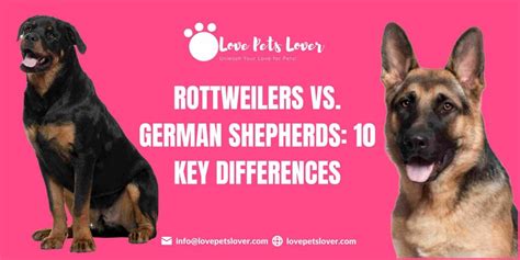 Rottweilers vs. German Shepherds: 10 Key Differences - Love Pets Lover